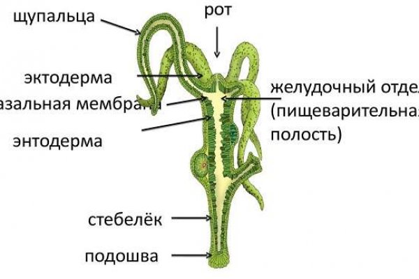 Кракен onoin