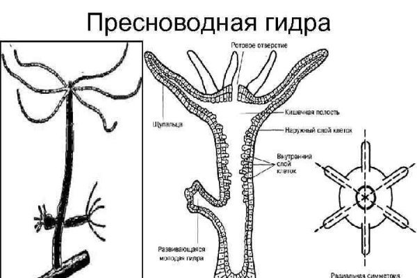 Ссылки на кракен мегу