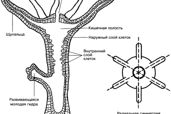 Кракен сбой