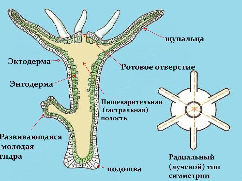 Сайт kraken в tor